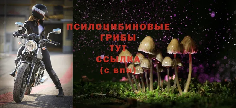 Галлюциногенные грибы Magic Shrooms  Нижнеудинск 